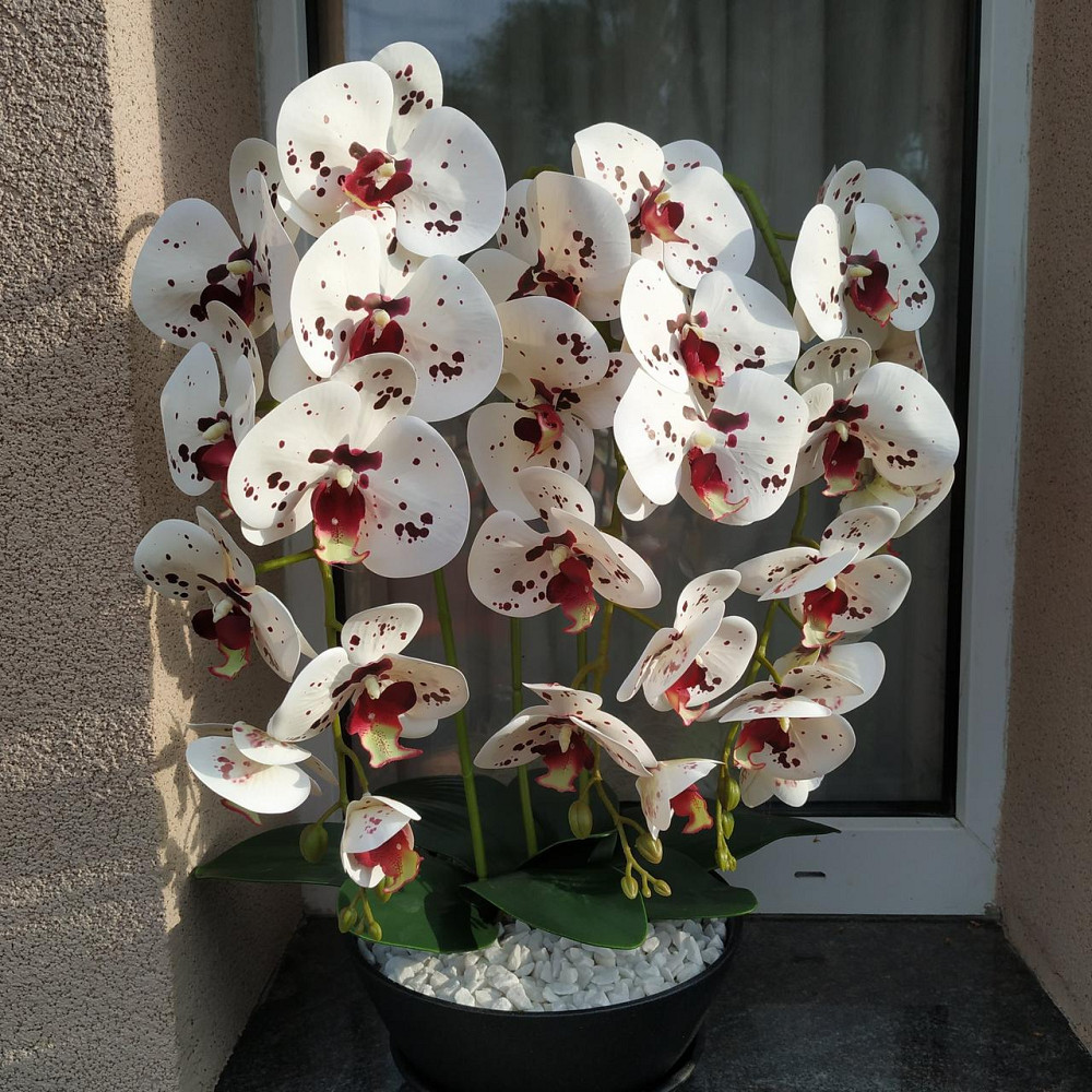 Штучна латексна орхідея VIP у керамічному кашпо графіт на три гілки білих з бордовою точкою Дніпро - фото 6