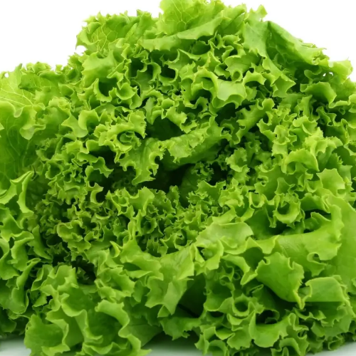 Салат Лолло біонда 1гр Смачний Житомир