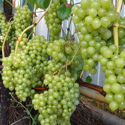 Саженцы винограда Дружба (черенкованный) - 2-летний Черновцы - изображение 1