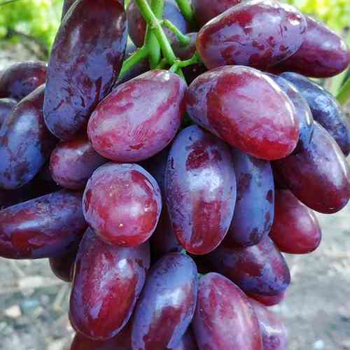 Саженцы винограда Эмир (черенкованный) - 1-летний Черновцы