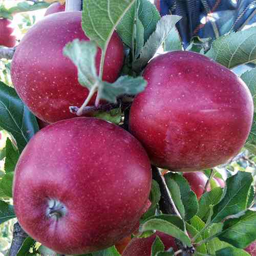 Саженцы яблони Елизавета (привитый) - 1-летний Черновцы