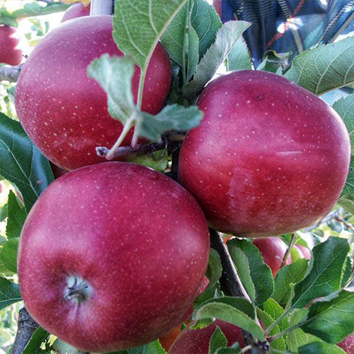 Саженцы яблони Елизавета (привитый) - 1-летний Черновцы - изображение 1