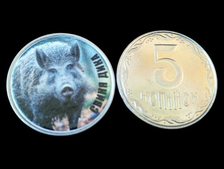Україна 5 копійок монета нової серії ПРИРОДА УКРАЇНИ СВИНЯ ДИКА Полтава - фото 1
