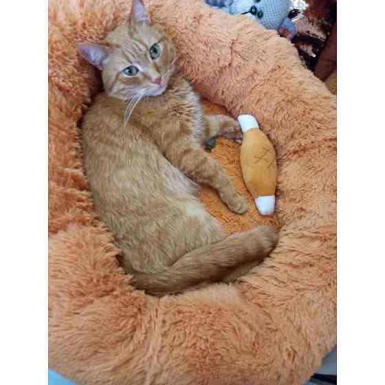 Лежанка для кошек и собак «Ворс» XXL (90см), Персик Киев