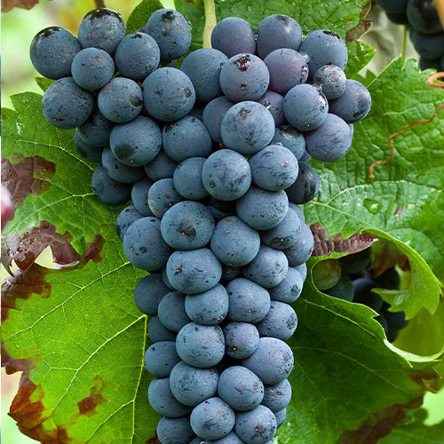 Cаджанці винограду Каберне Кортіс (черенкований) - 2-річний Чернівці - фото 1