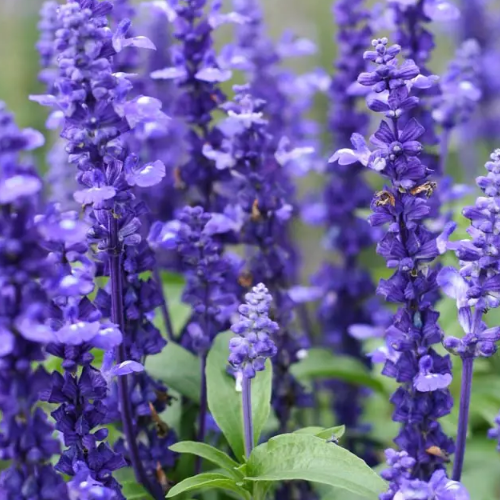 Шавлія лікарська 0,3гр Професійне насіння Житомир - фото 3