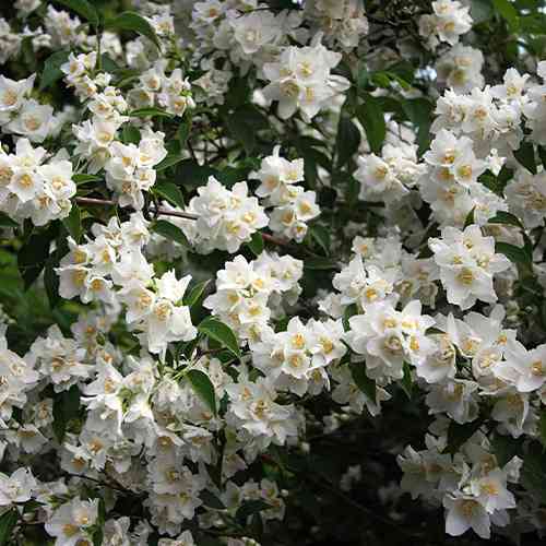 Саженцы жасмина Вирджинал (черенкованный) - 1-летний Черновцы