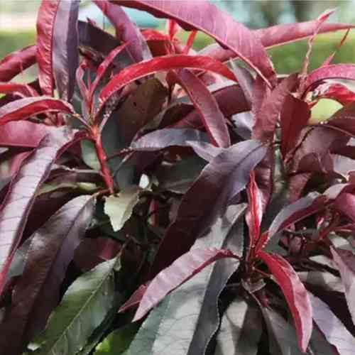 Саджанці колоноподібного персика Бургунді (привитий) - 2-річний Чернівці