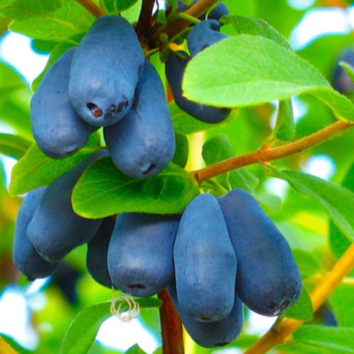 Саженцы жимолости Берель (черенкованный) - 3-летний Черновцы - изображение 1