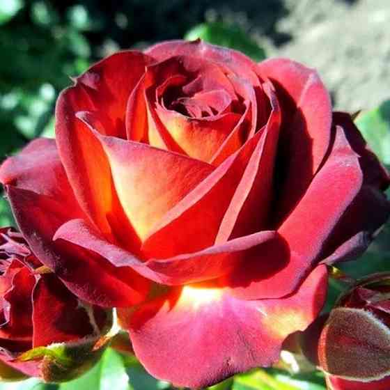 Саженцы бордюрных роз Браун Шугер (привитый) Черновцы