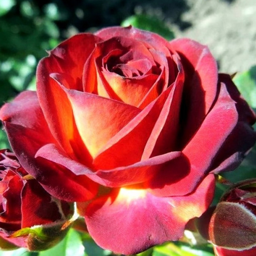 Саженцы бордюрных роз Браун Шугер (привитый) Черновцы - изображение 3