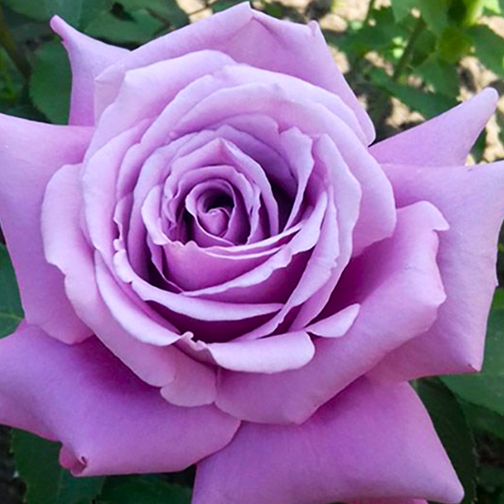 Саджанці чайно-гібридних троянд Серейда (привитий) Чернівці - фото 1