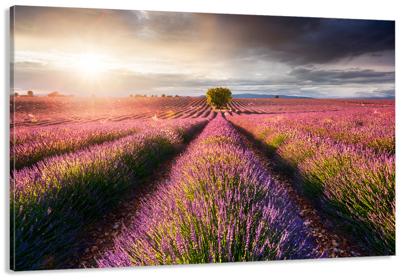 Картина полотно у вітальню / спальню Поле Лаванда   MLP_359 ( 60х30см ) 80x120 см Київ - фото 1