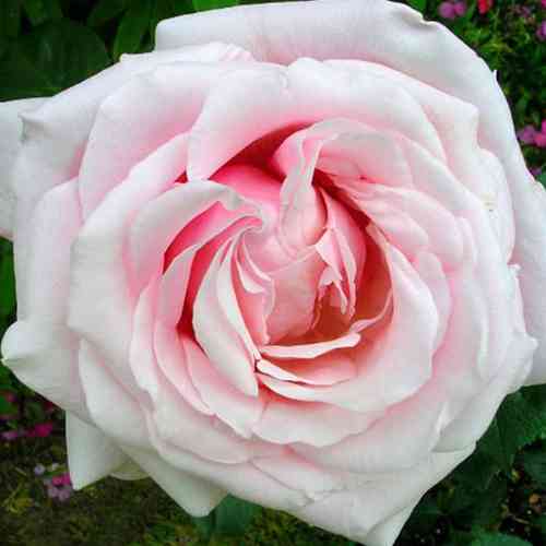 Саджанці троянд Анна Павлова (привитий) - 2-річний Чернівці