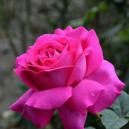 Саджанці троянд Шартрез Де Парм (привитий) - 2-річний Чернівці - фото 1