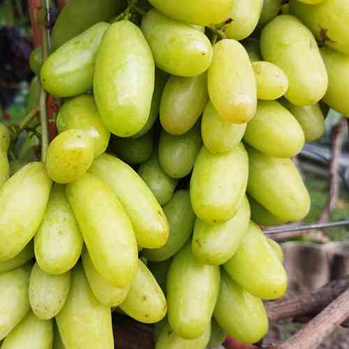 Саженцы винограда Белая Леди (черенкованный) - 2-летний Черновцы