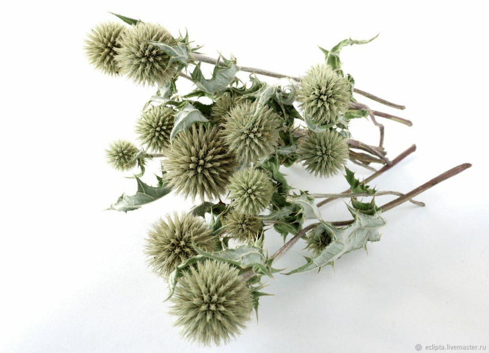 Мордовник шароголовый (Головатень круглоголовый, Крутай),100г master sem Киев - изображение 1