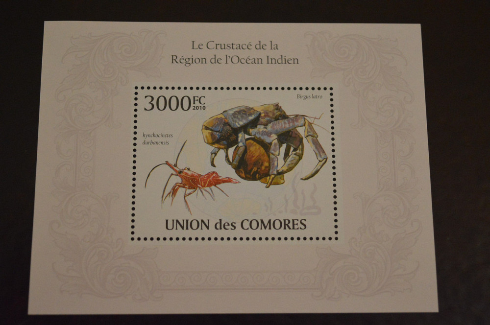 Коморы. Фауна. Блок. 2010 год (А-20) Полтава - изображение 1