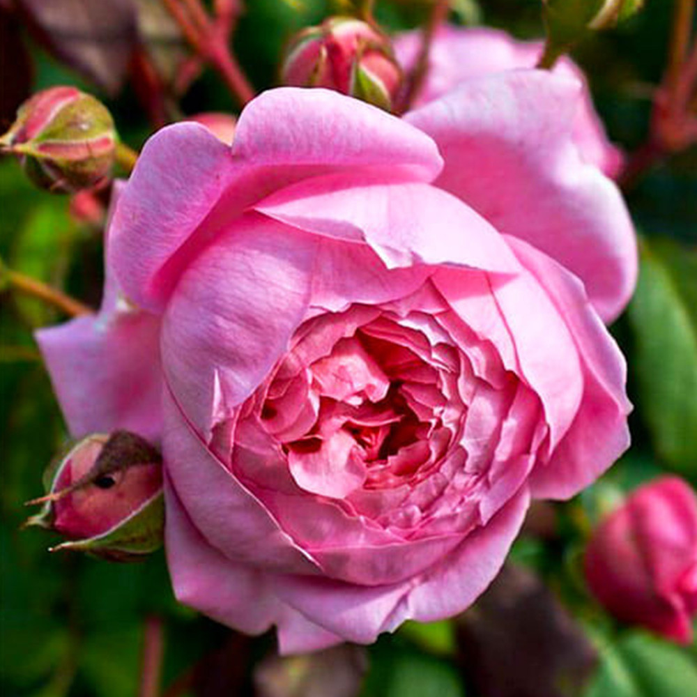 Саджанці троянд на штамбі Оленка (привитий) Чернівці - фото 1