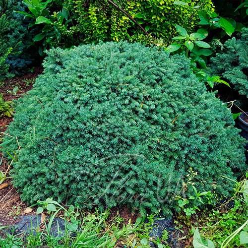Саженцы ели канадской Эхиниформис (черенкованный) - 2-летний Черновцы - изображение 1