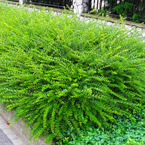 Саженцы жимолости Шапковая (черенкованный) - 2-летний Черновцы - изображение 1