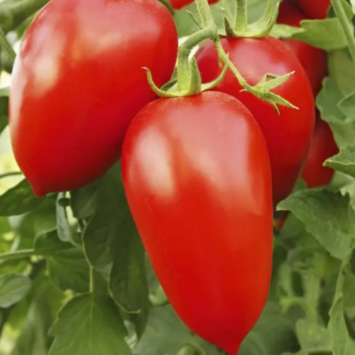 Томат Адель F1 високорослий перцевидна сливка 8шт Професійне насіння Житомир