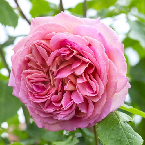 Саженцы роз Джубили Селебрейшн (привитый) - 2-летний Черновцы - изображение 1