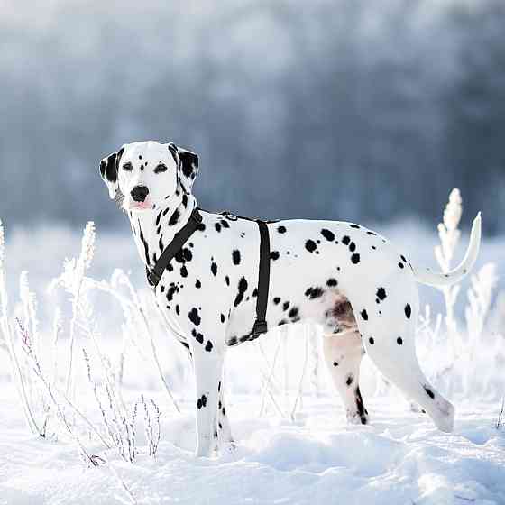 Шлей для собак водостойкий анатомический Н-образный WAUDOG Waterproof с QR-паспортом, пластиковая пряжка-фастекс, М, Ш 20 мм, А 40-66 см, В 50-80 см,  Киев