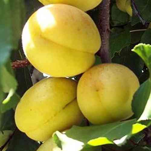 Саженцы абрикоса Петит Мускат (привитый) - 2-летний Черновцы