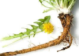 Корінь кульбаби (Корень одуванчика) 100г master sem Киев - изображение 2