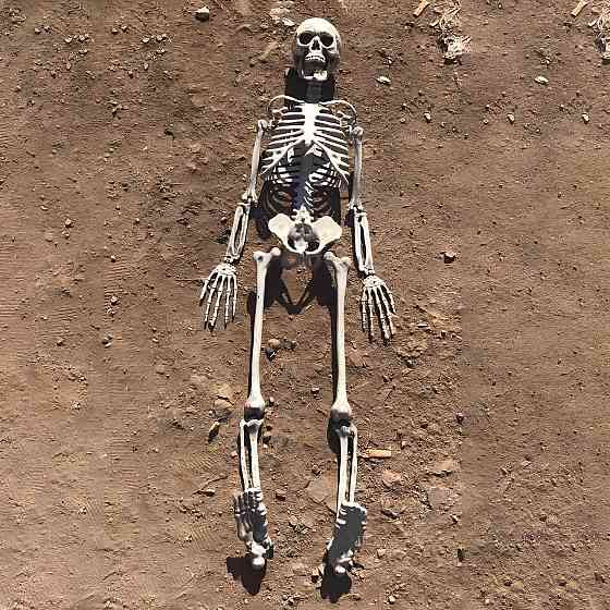 Велика модель скелета RESTEQ деталізована фігурка скелета анатомічний скелет людини 90см Київ