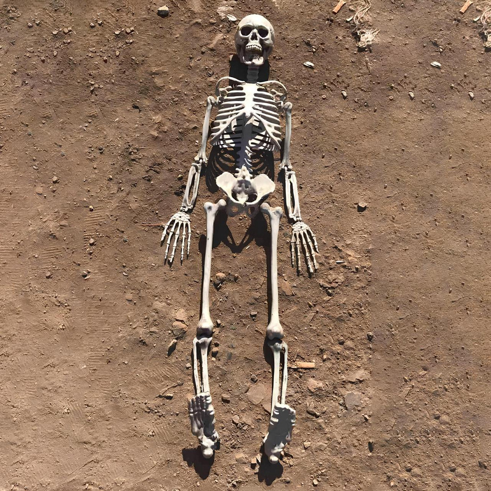 Велика модель скелета RESTEQ деталізована фігурка скелета анатомічний скелет людини 90см Київ - фото 2