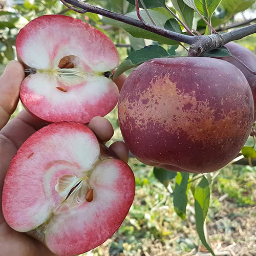 Саджанці яблуні Блуді Плугман (привитий) - 2-річний Чернівці - фото 1
