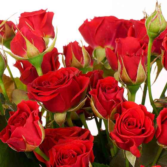 Саженцы бордюрных роз Мирабель (привитый) Черновцы