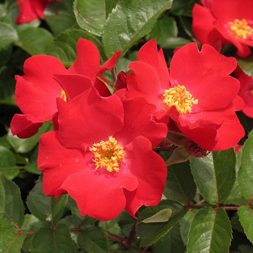 Саджанці троянд Робуста (привитий) - 2-річний Чернівці - фото 1