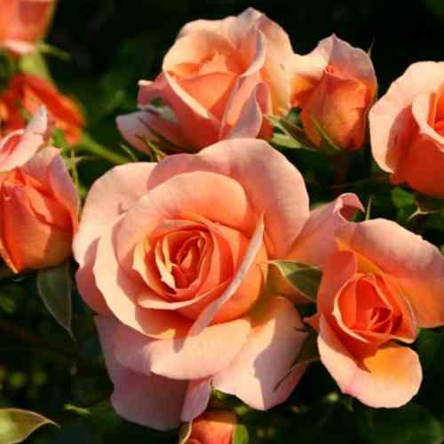 Саженцы роз Априкола (привитый) - 2-летний Черновцы