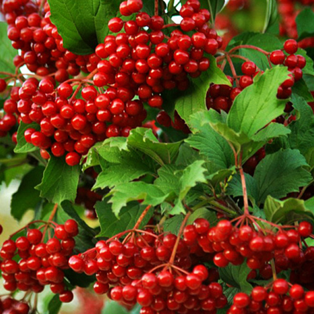 Саджанці калини Захід Сонця (черенкований) Чернівці - фото 2