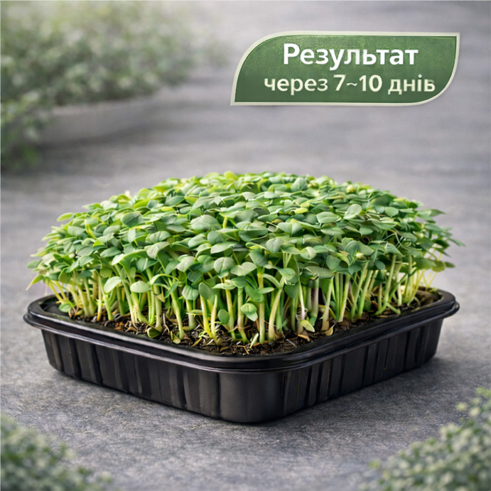 Набір для вирощування мікрозелені 5 культур «Енергія» з контейнерами та інструкцією (повний комплект) Харків - фото 2