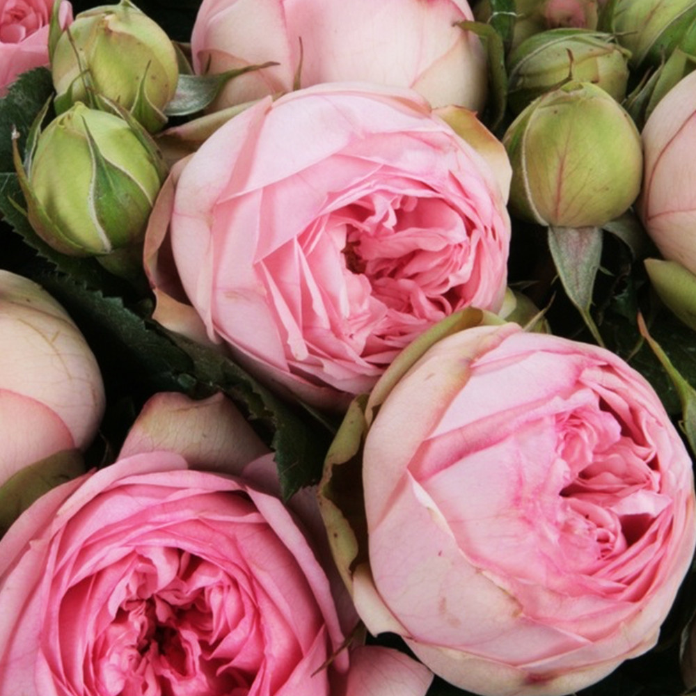 Саджанці англійських піоноподібних троянд Брайдал Піано (привитий) Чернівці - фото 1