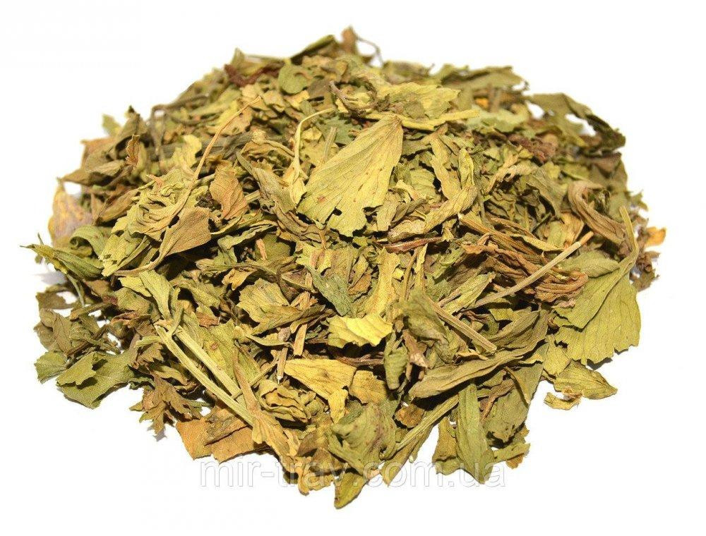 Любисток лікарський (Любисток лекарственный) 100г master sem Київ - фото 2