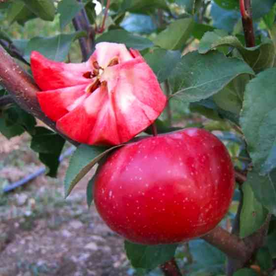 Саджанці яблуні Ера (привитий) - 2-річний Чернівці