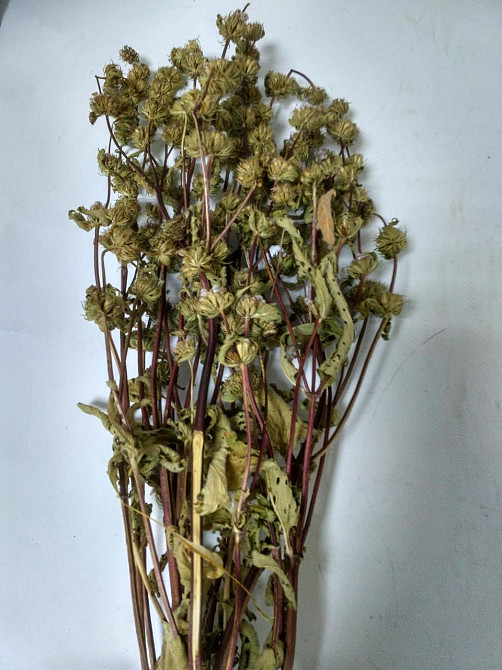 Зопник клубненосный (Железняк бульбистий) 100г master sem Киев - изображение 2