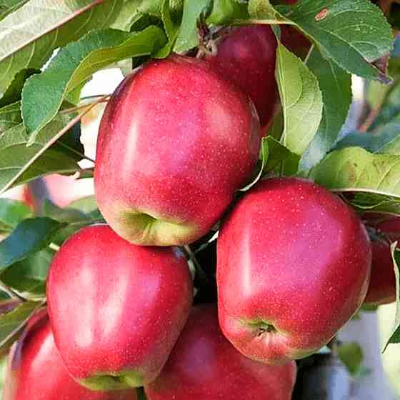 Саженцы яблони Глостер (привитый) - 1-летний Черновцы