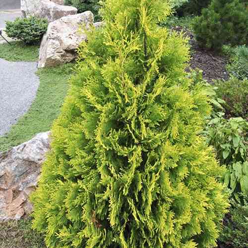 Саджанці туї Лемон Чернівці