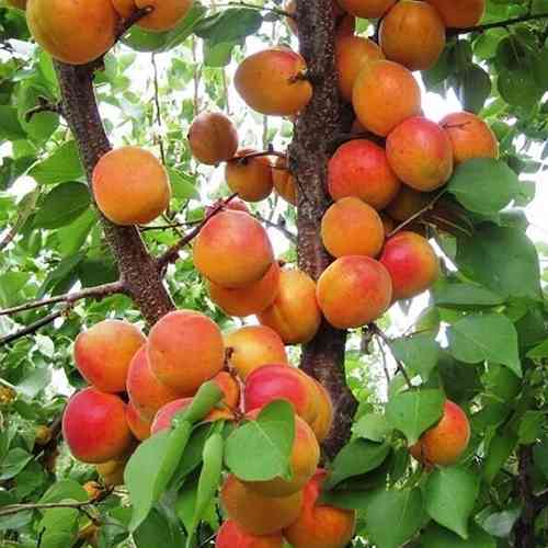 Саженцы абрикоса Киевский Красавец (привитый) - 1-летний Черновцы