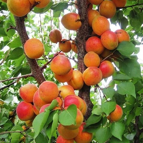 Саженцы абрикоса Киевский Красавец (привитый) - 1-летний Черновцы - изображение 1