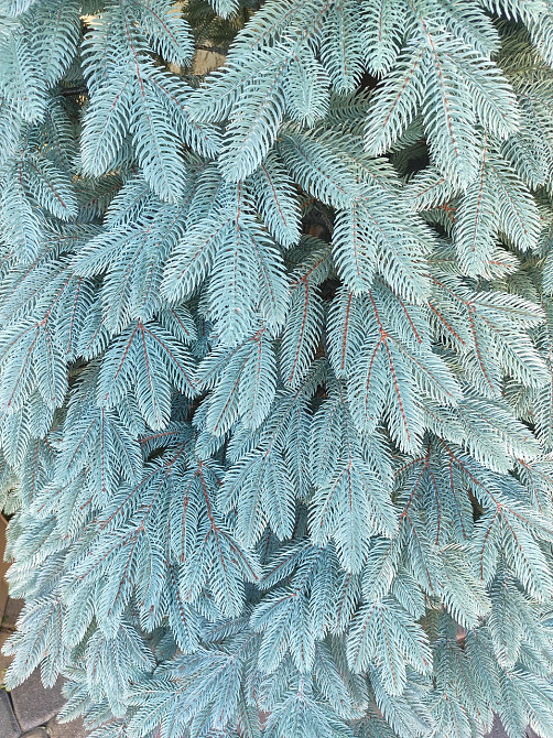 Елка искусственная литая голубая Бельгийская 210см 2,1м Киев - изображение 3
