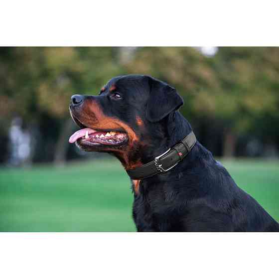 Нашийник для собак шкіряний WAUDOG Glamour з QR паспортом, без прикрас, L, Ш 25 мм, Дов 38-49 с Коломия