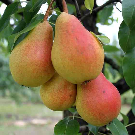 Саженцы колоновидной груши Сапфира (привитый) - 2-летний Черновцы