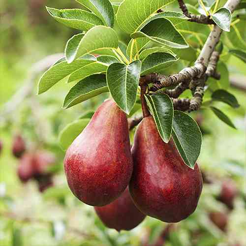 Саженцы груши Ред Сенсейшн (привитый) - 2-летний Черновцы